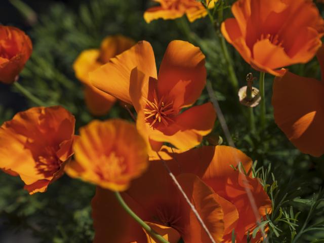 Poppies